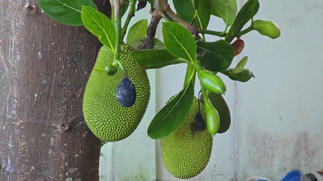 Ripe jackfruit peeled, tropical fruit.