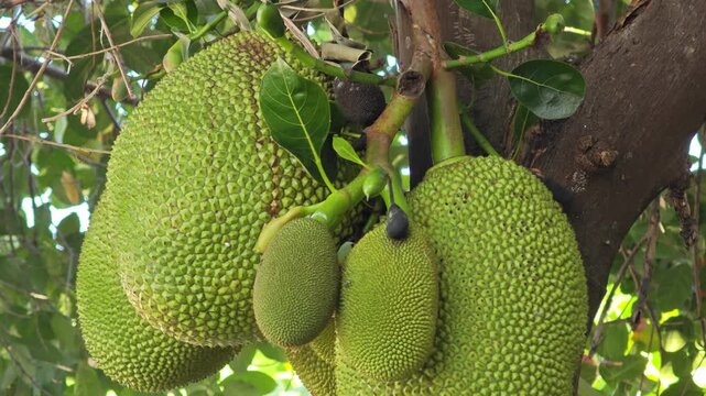 Ripe jackfruit peeled, tropical fruit.