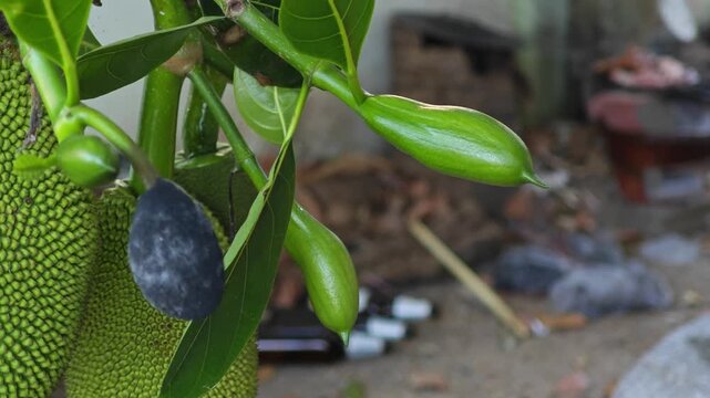 Ripe jackfruit peeled, tropical fruit.