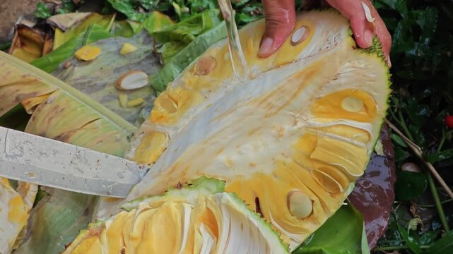 Ripe jackfruit peeled, tropical fruit.