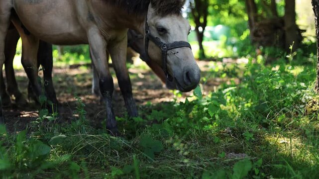 Tan pony with halter grazing on green grass in forest. Horse eating in park. Rural animal nature concept. Small equine in woodland meadow on summer sunny day.