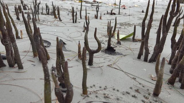 Aerial Roots, pneumatophore (crampon) Of Red Mangrove Trees On The Coast Of Andaman sea. Sand Scopimera Crab Balls