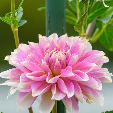 Close-up of a vibrant blooming pink and white dahlia flower with layered petals in summer garden