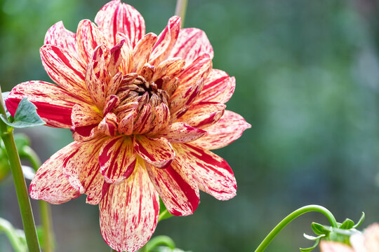 Close-up of a blooming variegated red and cream yellow dahlia flower with copy space in autumn garden