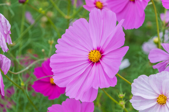 Close-up of a blooming vibrant pink double petal cosmos flower with lush green foliage in autumn garden