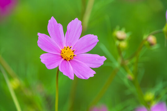 Close-up of a vibrant blooming pink cosmos flower with lush green bokeh background in autumn garden