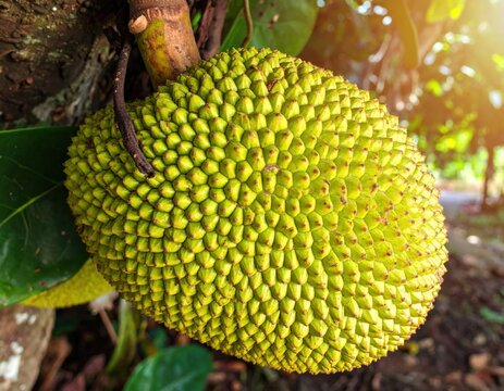 Large jackfruit hanging from a tree branch.