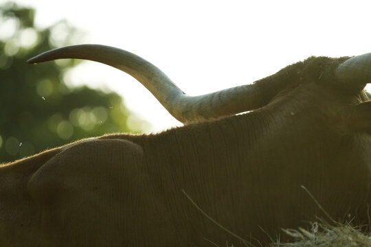 Close-up of a Texas Longhorn steer horn and back lit by golden hour sunlight