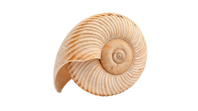 Natural white sea snail shell spiral pattern isolated on transparent background