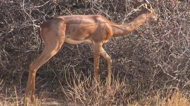 One giraffe gazelle feed near a tree. Gerenuki from Samburu, Kenya