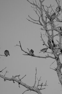 Cedar waxwing birds perched on a bare tree in black and white