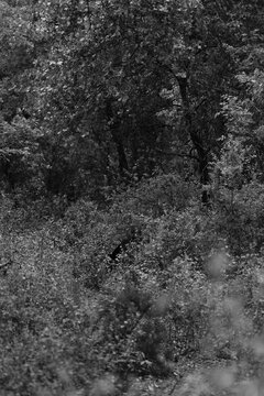 Texas nature scene showing North Central Texas woods in black and white during summer season.