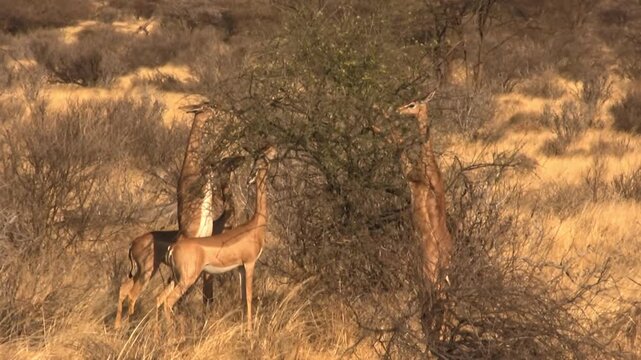Several giraffe gazelles feed near a tree. Gerenuki from Samburu, Kenya