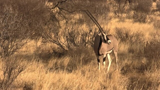 A herd of longhorn oryx in the Samburu savannah, Kenya