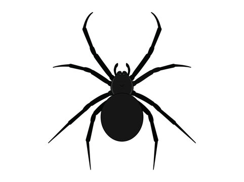 Minimalist black spider illustration isolated on white background