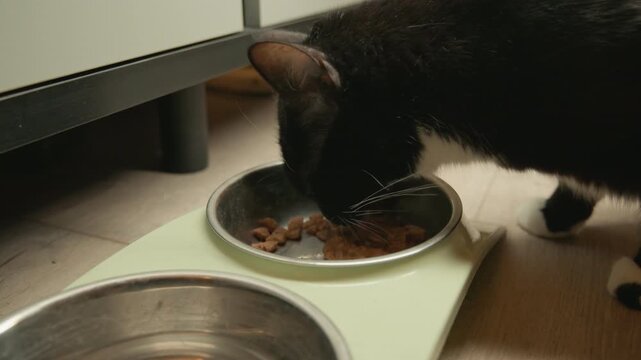Close low angle view of black and white cat with head lowered, actively eating dry kibble from filled stainless steel bowl on pastel green placemat across kitchen floor, calm indoor home setting