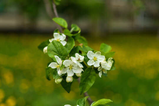 Delicate white blossom cluster on spring branch with vivid green leaves. Soft bokeh background in vibrant yellow and green. Peaceful orchard scenery.