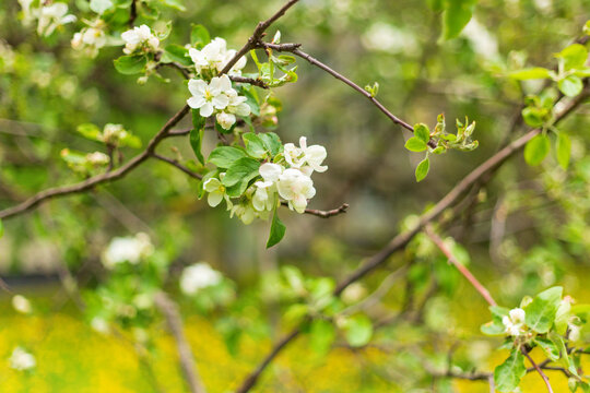 White apple tree flowers blooming on branch. Fresh green leaves and blurred garden background in spring. Soft focus photography.