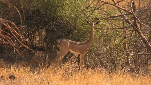 One giraffe gazelle feed near a tree. Gerenuki from Samburu, Kenya