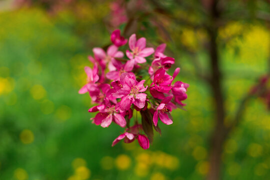 Macro shot of bright pink paradise apple tree cluster blooming. Blurred natural background with green grass and yellow flowers. Selective focus photography.