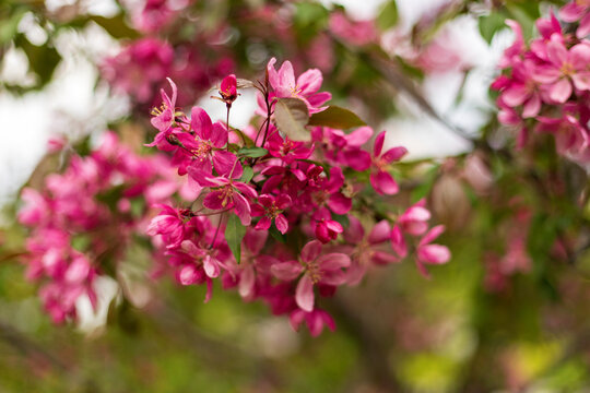 Bright pink paradise apple tree in full bloom. Blurred natural floral background. Selective focus photography.