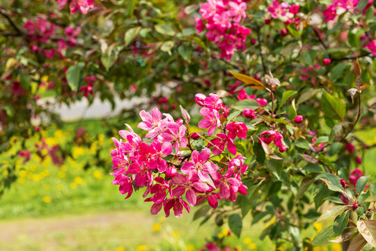 Close-up of vibrant pink blossom clusters blooming on decorative apple tree branches with green leaves. Picturesque springtime nature scene with bright outdoor background.