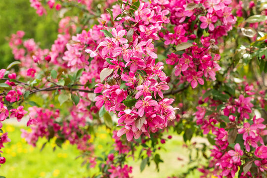 Rich clusters of deep pink blossoms drape branches of decorative apple tree. Fresh green leaves provide textural contrast. Spring background for your projects.