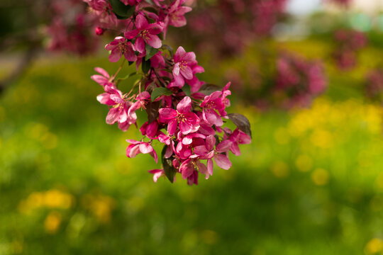 Vibrant pink blossoms of decorative crabapple tree branch in sunny spring park. Beautiful blooming malus flowers with green foliage on blurred nature background.