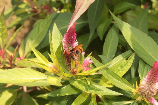 A potter wasp (Rhynchium brunneum) extracting nector from Celosia, cockscomb or woolflower 