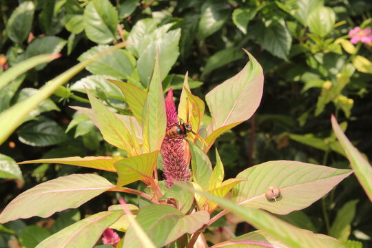 A potter wasp (Rhynchium brunneum) extracting nector from Celosia, cockscomb or woolflower 