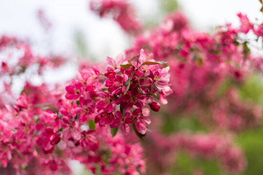 Close up of vibrant pink blossoms on Malus niedzwetzkyana branch. Delicate layered petals and subtle green leaves create rich floral display. Perfect for spring nature themed design projects.