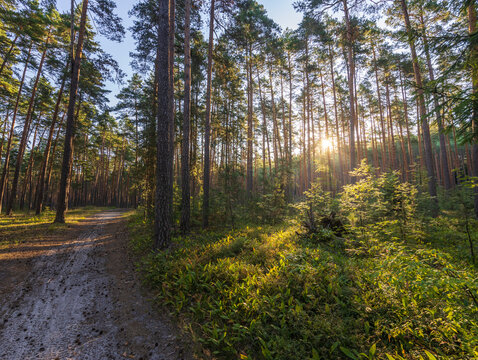 Morning sun beams through forest canopy with dirt trail