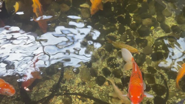 Multicolored koi fish swimming in clear water. Group of ornamental carp in pond. Nature aquatic life with bright pattern on skin. Animal behavior in water habitat.
