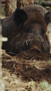 Wild Boar Sus Scrofa, Also Known As The Wild Swine, Eurasian Wild Pig lying In Autumn