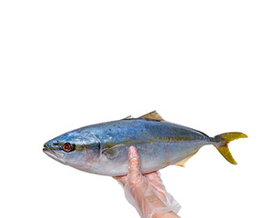 Naklejka premium Fresh large silver fish held by gloved hand against white background with sleek body distinctive with sustainable