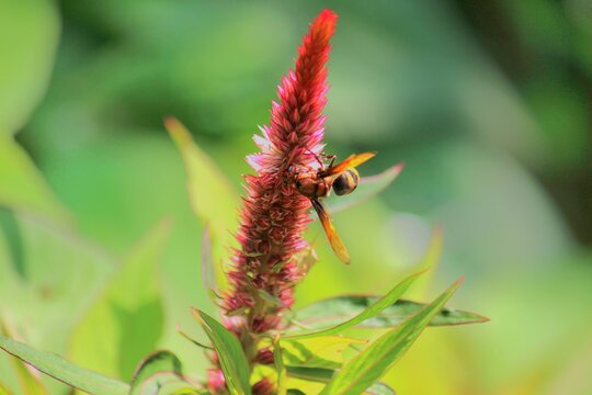 A potter wasp (Rhynchium brunneum) extracting nector from Celosia, cockscomb or woolflower 