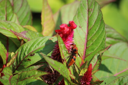 A potter wasp (Rhynchium brunneum) extracting nector from Celosia, cockscomb or woolflower 