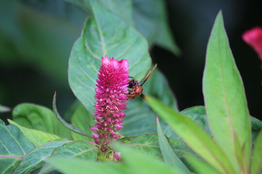 A potter wasp (Rhynchium brunneum) extracting nector from Celosia, cockscomb or woolflower 
