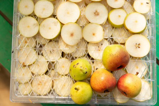 Top-view close-up of ripe whole farm pears placed over thin pear slices arranged on a drying tray for preservation. Perfect for dehydrator appliance advertising, healthy snack recipe blogs, organic fo