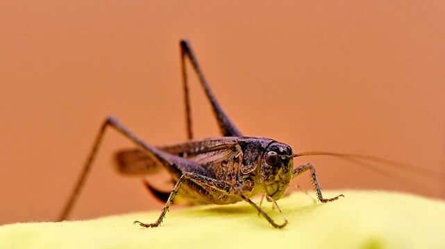Cricket isolated in studio crawling out of focus, macro shooting