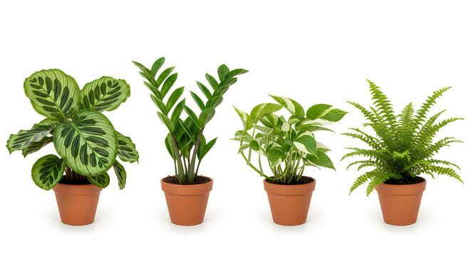 Four potted houseplants displayed in a row on shelves