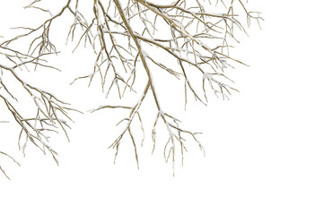 Fototapeta premium Snow covered tree branches isolated on transparent background