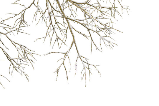 Snow covered tree branches isolated on transparent background