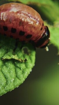 Colorful Beetle on Leaf with Attached Black Specimens Larva Of Leptinotarsa Decemlineata