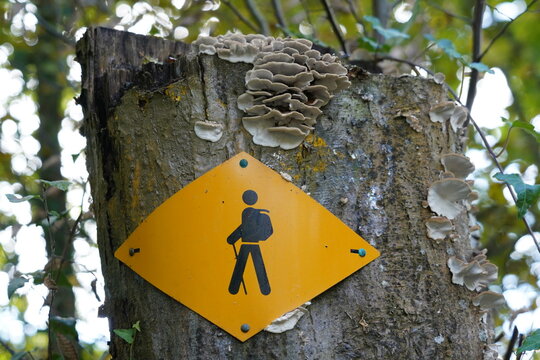 Hiking trail marker on forest tree in Switzerland.