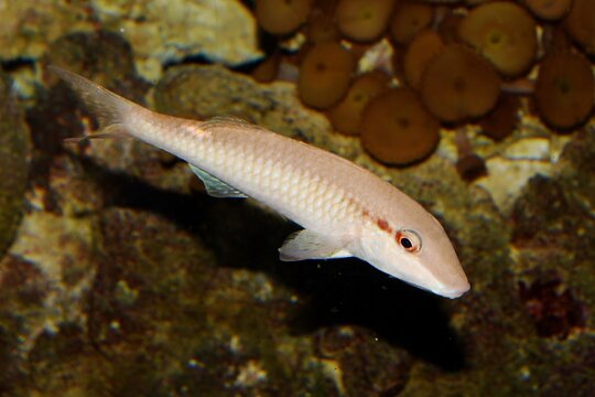 Lateral view of a Pearly goatfish (Parupeneus margaritatus)