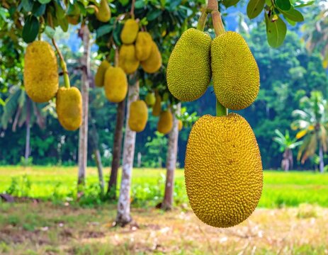 Large jackfruits hanging from tropical trees in a field.