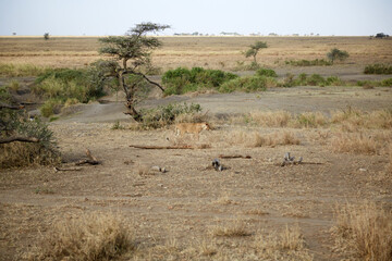 Naklejka premium Lioness Walking in Savannah Landscape in Serengeti National Park Tanzania