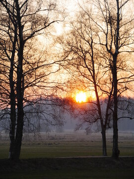Sunset is reflected in the leaves of a tree