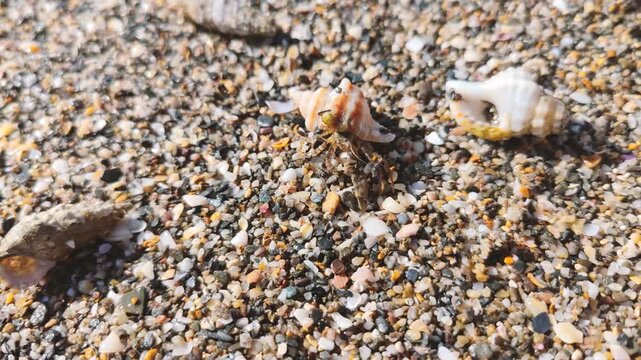 Small hermit crab emerging from its colorful striped shell and walking across beach sand with pebbles under natural sunlight, perfect for nature marine wildlife video background.